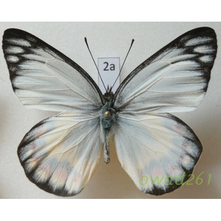 Delias sambawana boejanana Kalis, 1941 Indonesia, Bali2a